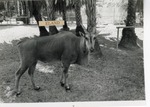 Giant eland standing in the shade in its enclosure at Crandon Park Zoo