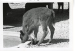 Young bison drinking from enclosure pool at Crandon Park Zoo