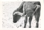 Young bison scratching its head with its back hoof at Crandon Park Zoo