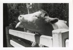 Cow sticking its tongue out over enclosure fence at Crandon Park Zoo