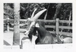 [1950/1970] Goat leaning over pen fence at Crandon Park Zoo