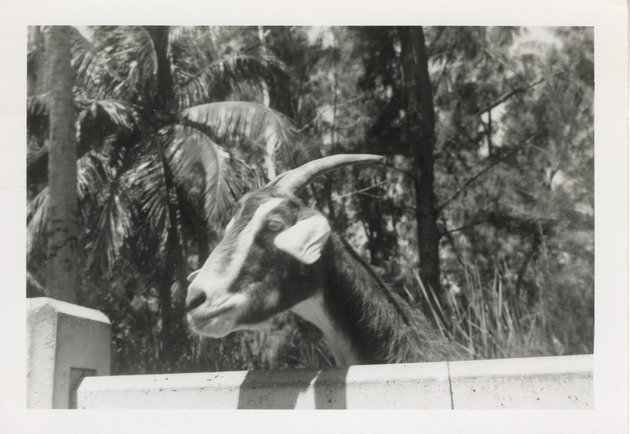 Goat leaning its head over pen fence at Crandon Park Zoo