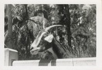 [1950/1970] Goat leaning its head over pen fence at Crandon Park Zoo