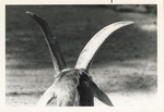 Back of a goats head and horns at Crandon Park Zoo