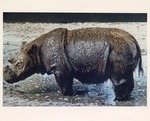 Sumatran rhinoceros in habitat pool at Miami Metrozoo