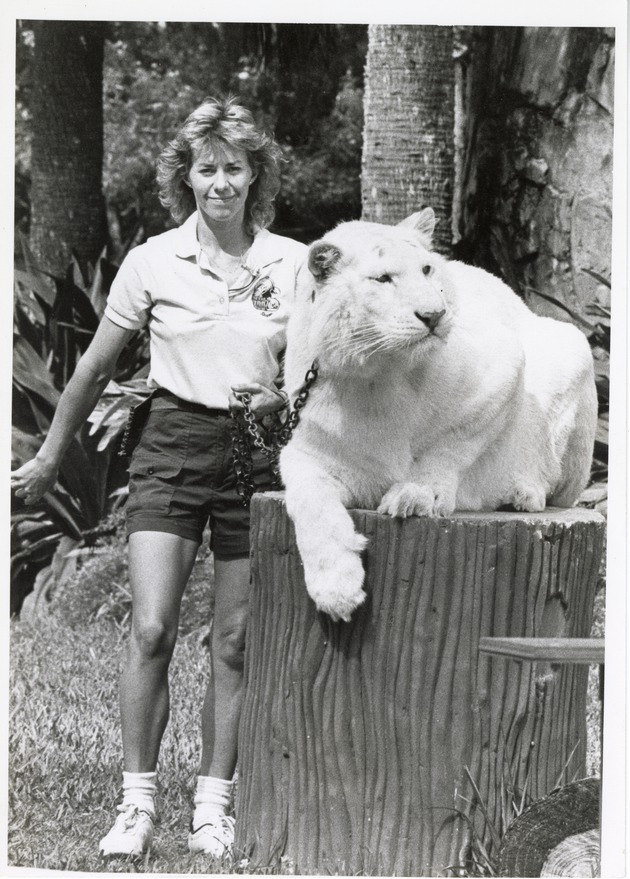 White tiger being presented to audience by trainer at Miami Metrozoo