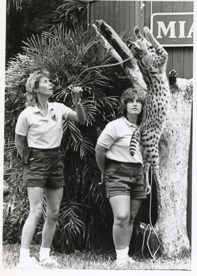 Serval jumping in the air while being presented to an audience by a trainer at Miami Metrozoo