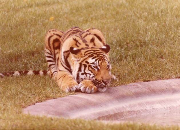 Bengal tiger resting its head on its front paws beside the habitat pool at Miami Metrozoo