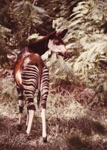 [1980/2000] Okapi looking over its shoulder standing in its habitat at Miami Metrozoo