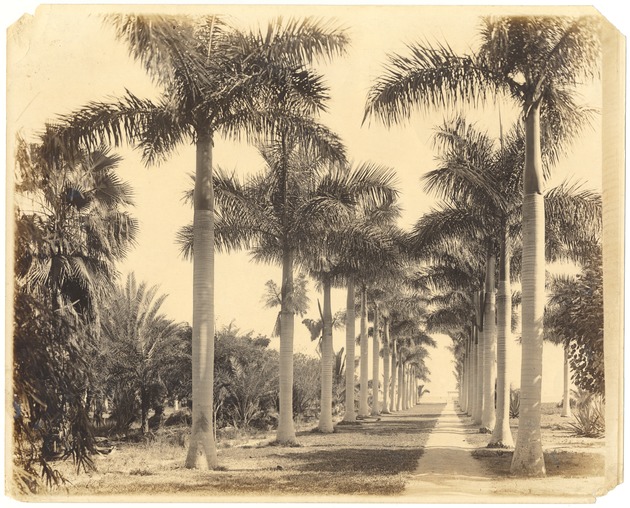Avenue of Royal Palms - Photograph, recto: [View of Avenue of Royal Palms]