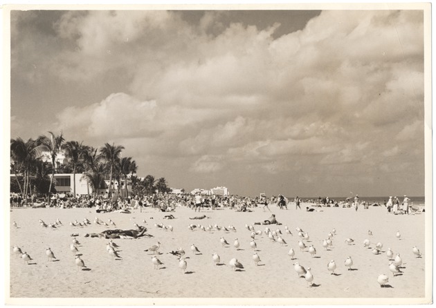 Sea Gulls on Lummus Park Beach