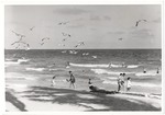 People and birds on the beach