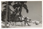 Sunbathers under palm trees on Miami Beach