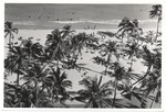 Palm trees on Miami Beach