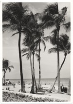Rock wall and palm trees on Miami Beach