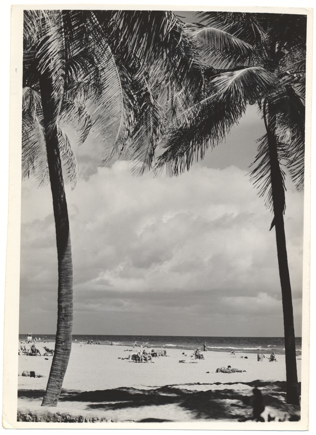 Palm tree shadows on Miami Beach