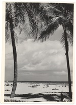 Palm tree shadows on Miami Beach