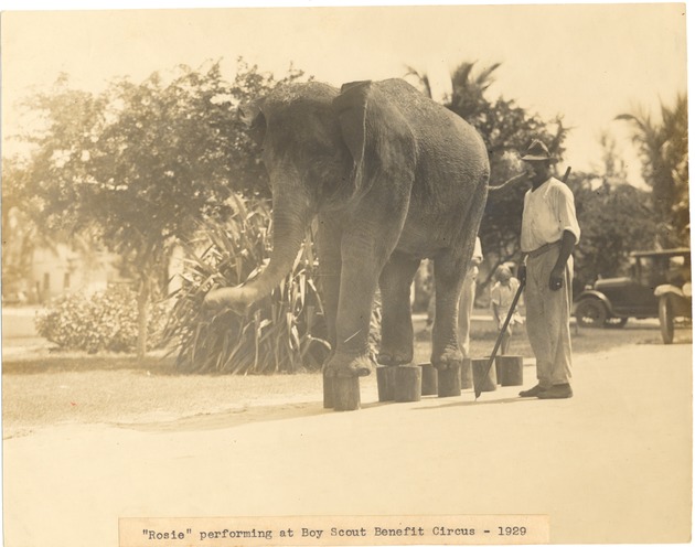 Rosie the Elephant at various events - Photograph, recto: [Photograph of a man and Rosie the Elephant doing balancer exercises, 1927]