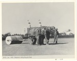 Elephants rolling the polo fields