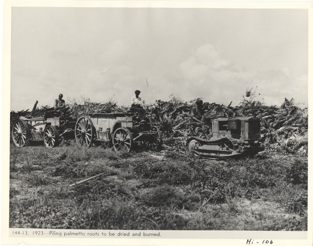 Piling palmetto roots to be dried and burned
