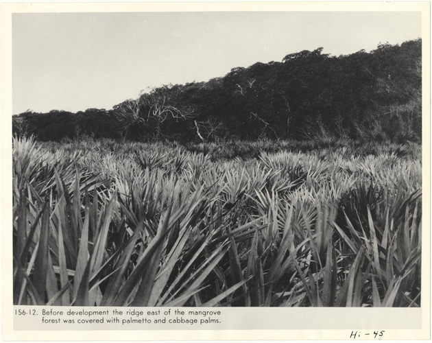 Before development of the ridge east of the mangrove forest was covered with palmetto and cabbage palms