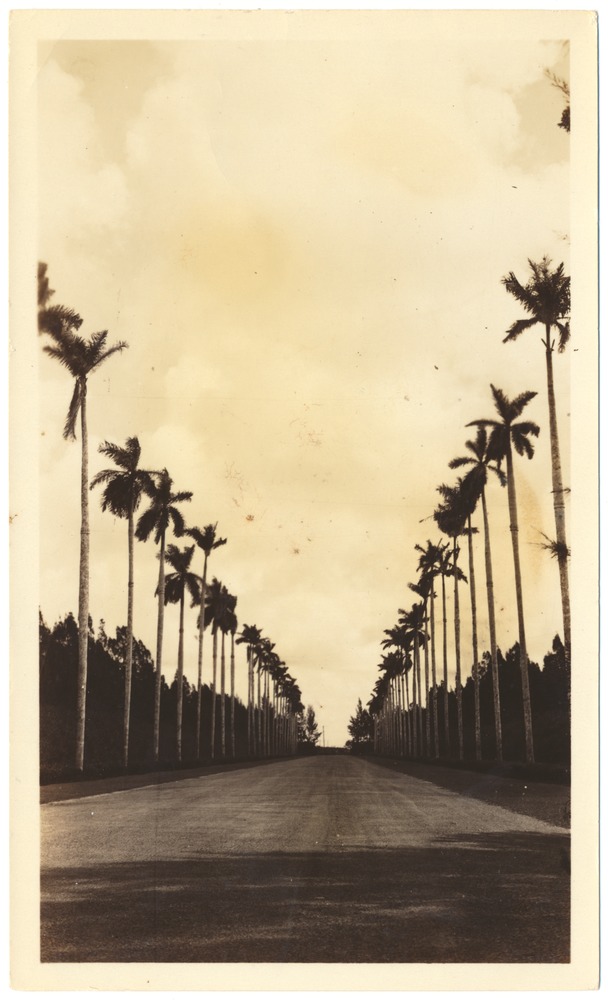 Miami Beach streets lined by royal palms - Photograph, recto: [Road lined by royal palms]