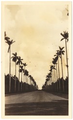 Miami Beach streets lined by royal palms