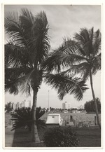 Palm trees near water on Miami Beach