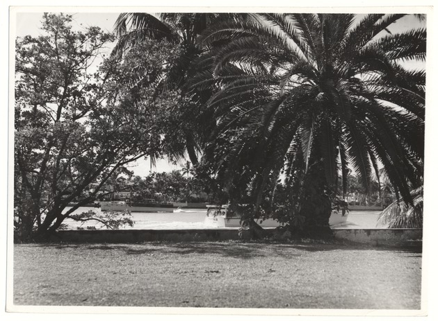 Miami Beach waterway through trees