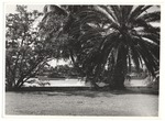 Miami Beach waterway through trees