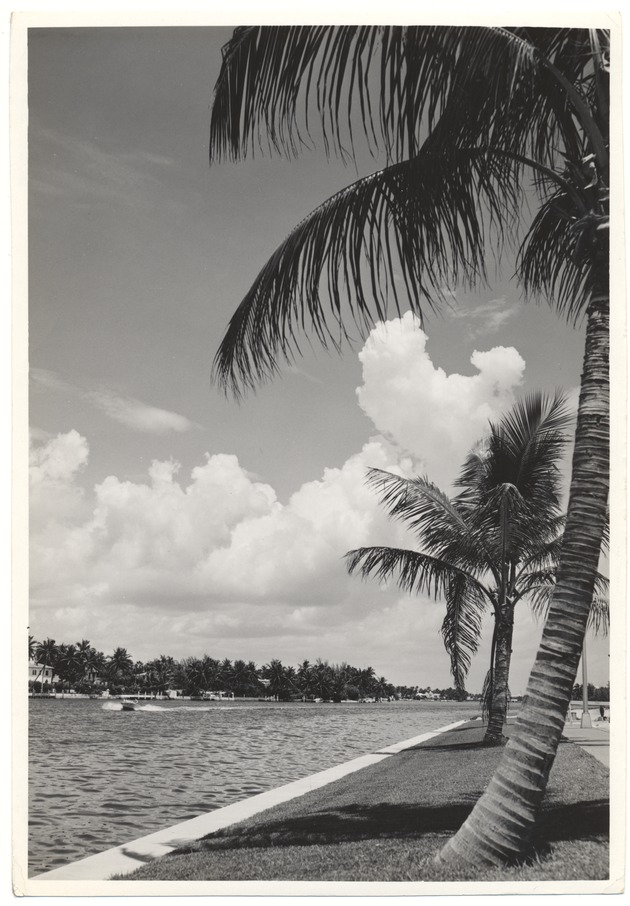Palms along Indian Creek