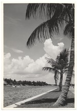 Palms along Indian Creek