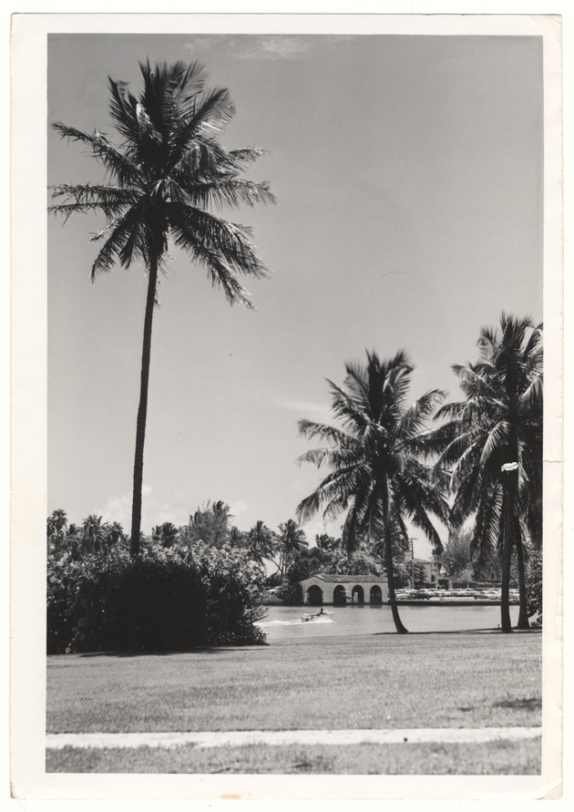 Palms near waterway