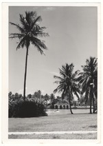 [1959/06] Palms near waterway