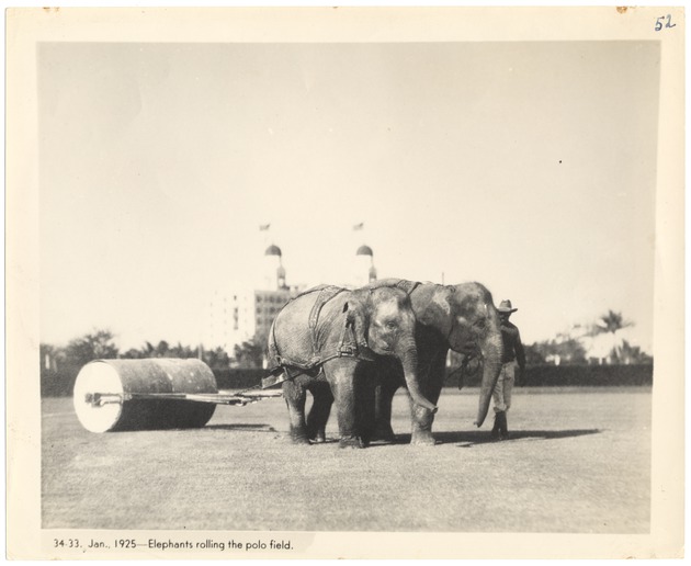 Elephants rolling the polo field, January, 1925