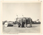 Elephants rolling the polo field, January, 1925