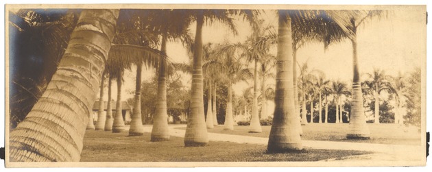 Miami streets lined with palms - Photograph, recto: [Grove of Royal Palms].
