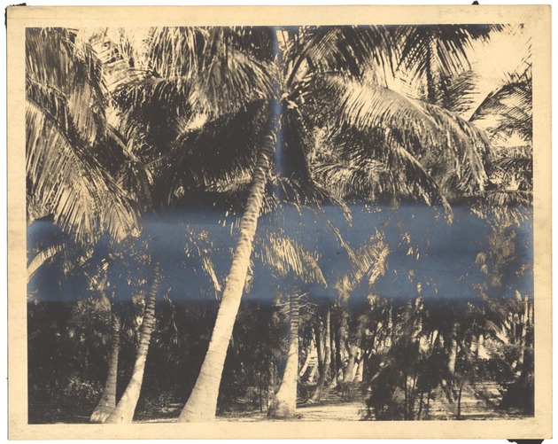 Coconut Palms near Miami - Photograph, recto: [Grove of Coconut Palms near Miami].