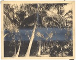 Coconut Palms near Miami