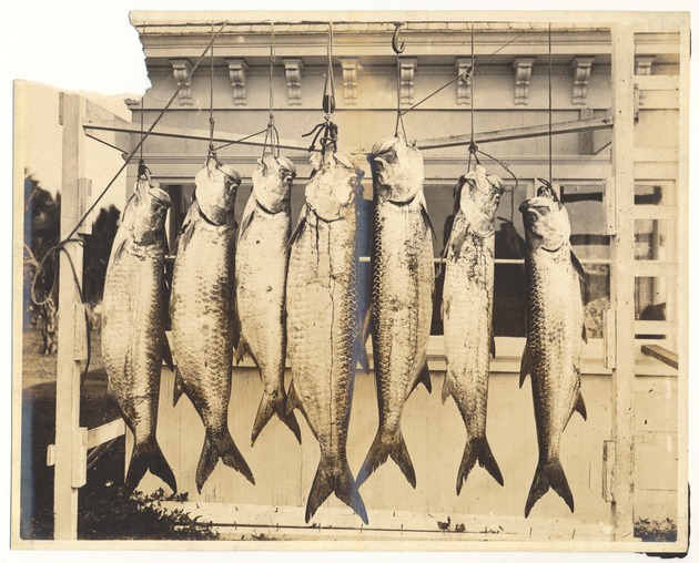 Ocean activities on Miami Beach - Photograph, recto: ["A day's catch of tarpon on light tackle"].