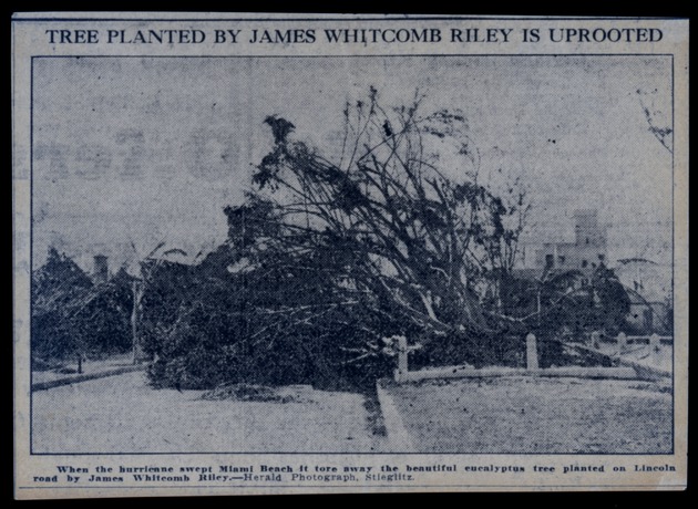 Tree Planted by James Whitcomb is Uprooted