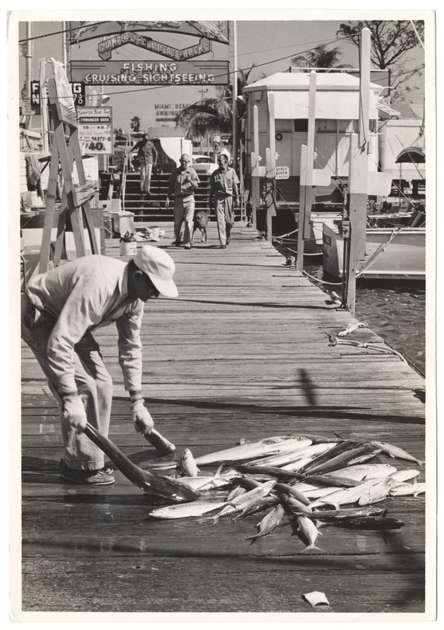 Fish Sorted on the Chamber of Commerce Docks