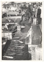 Looking at the day's catch