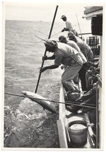 Man bringing in a large fish
