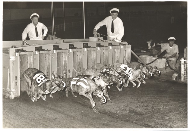 Dogs and Dog Track Racing on Ocean Drive - Recto Photograph