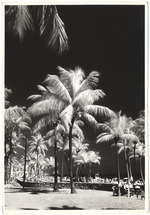 Lummus Park beach scene shot with infrared lens, January 1954