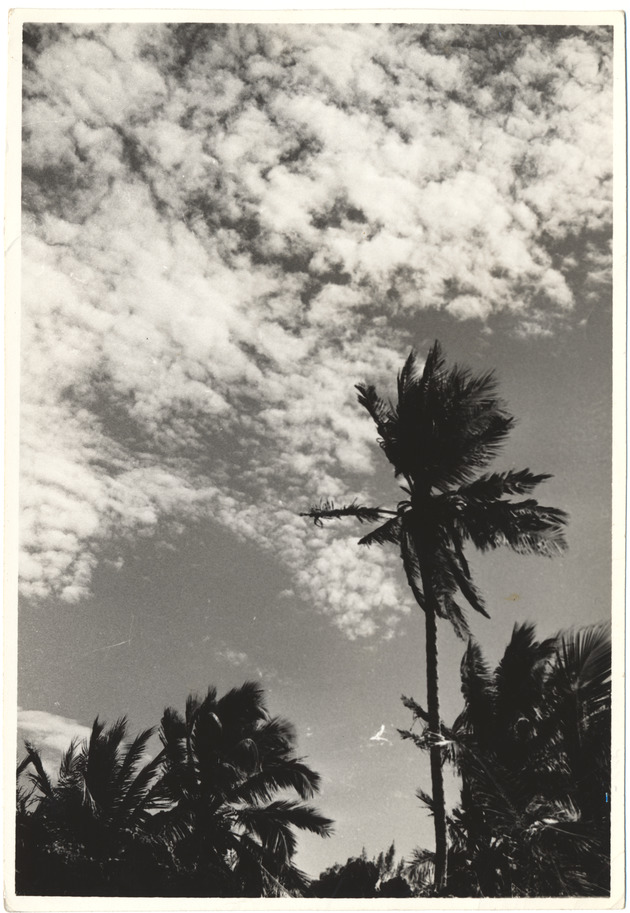 Cirrus clouds and palms, June 1954 - 