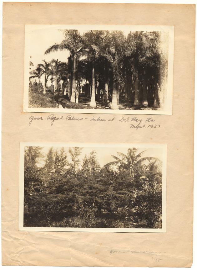 Royal palms in Delray - Photographs, recto: [Royal palms in Delray]