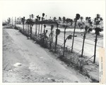 South Pointe Park under construction, April-May 1985 - An avenue of Palms