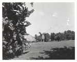 Woman Golfer Takes a Swing